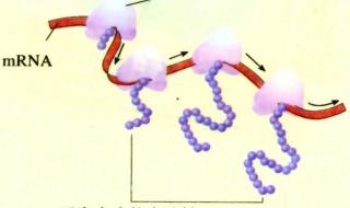 生物高一必背知识点 高一生物知识点总结